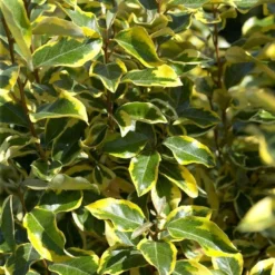 Bontbladige Olijfwilg Als Boom (Elaeagnus Ebbingei 'Gilt Edge') -Tuin Verhaal Verkoopwinkel elaeagnusgiltedgev01