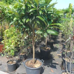 Japanse Mispel Als Boom (Eriobotrya Japonica) -Tuin Verhaal Verkoopwinkel eriobotrya japonica 60stam c30