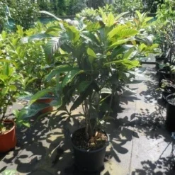 Japanse Mispel (Eriobotrya Japonica) 9 Japanse Mispel (Eriobotrya Japonica) -Tuin Verhaal Verkoopwinkel eriobotrya japonica 80 100 125 c35 1