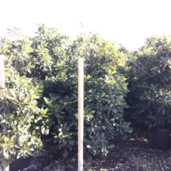 Japanse Mispel (Eriobotrya Japonica 'Coppertone') 5 Japanse Mispel (Eriobotrya Japonica 'Coppertone') -Tuin Verhaal Verkoopwinkel eriobotryacoppertone