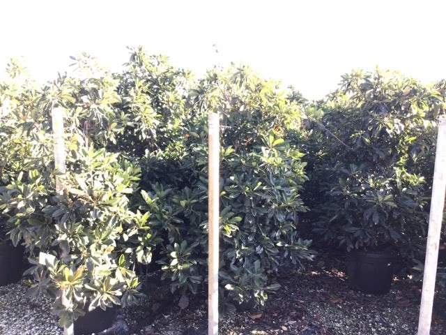 Japanse Mispel (Eriobotrya Japonica 'Coppertone') 4 Japanse Mispel (Eriobotrya Japonica 'Coppertone') - Afbeelding 2