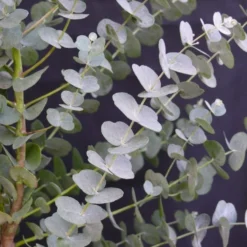 Winterharde Eucalyptus (Eucalyptus Gunnii 'Azura') -Tuin Verhaal Verkoopwinkel eucalyptus azura 2
