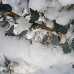 Winterharde Eucalyptus (Eucalyptus Gunnii 'Azura') -Tuin Verhaal Verkoopwinkel eucalyptus azura hardy