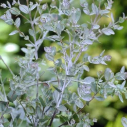 Tuin Verhaal Verkoopwinkel -Tuin Verhaal Verkoopwinkel eucalyptus gunnii 1