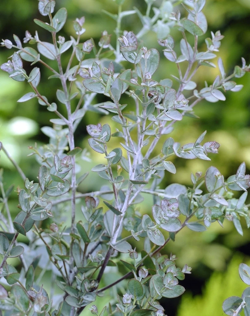 Winterharde Gomboom (Eucalyptus Gunnii) 4 Winterharde Gomboom (Eucalyptus Gunnii) - Afbeelding 2