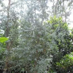 Winterharde Gomboom (Eucalyptus Gunnii) 12 Winterharde Gomboom (Eucalyptus Gunnii) -Tuin Verhaal Verkoopwinkel eucalyptus gunnii struikvorm c500