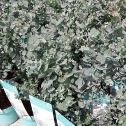 Winterharde Eucalyptus (Eucalyptus Gunnii 'Azura') -Tuin Verhaal Verkoopwinkel eucalyptusazura01