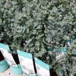 Winterharde Eucalyptus (Eucalyptus Gunnii 'Azura') -Tuin Verhaal Verkoopwinkel eucalyptusazura02