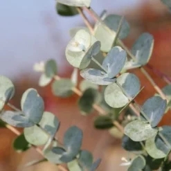 Tuin Verhaal Verkoopwinkel -Tuin Verhaal Verkoopwinkel eucalythus azura 3
