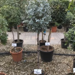 Eucalyptus Op Stam (Eucalyptus Gunnii) -Tuin Verhaal Verkoopwinkel eucalytus gunni 80cm stam