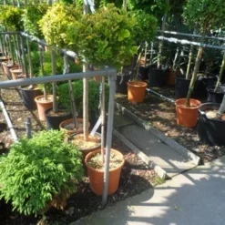 Kardinaalshoed Op Stam (Euonymus Japonicus 'Aureus') -Tuin Verhaal Verkoopwinkel euonymus japonicus aureus 80stam c20