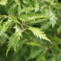 Varenbeuk (Fagus Syvatica 'Asplenifolia' ) -Tuin Verhaal Verkoopwinkel fagus syl. aspleniifolia 1