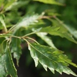 Varenbeuk (Fagus Syvatica 'Asplenifolia' ) -Tuin Verhaal Verkoopwinkel fagus syl. aspleniifolia 3