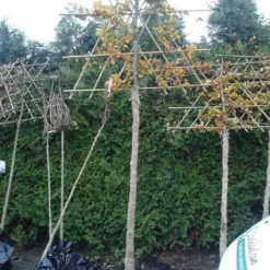 Groene Beuk Als Leiboom (Fagus Sylvatica) -Tuin Verhaal Verkoopwinkel fagus sylvatica lei