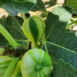 Vijg Op Stam (Ficus Carica 'Panache') -Tuin Verhaal Verkoopwinkel ficus caira panachee 2 1