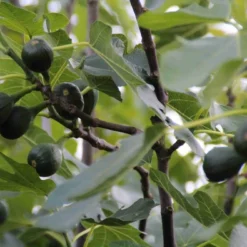 Vijg (Ficus Carica) -Tuin Verhaal Verkoopwinkel ficus carica 1