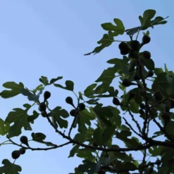 Vijg Op Stam (Ficus Carica) -Tuin Verhaal Verkoopwinkel ficus carica 3