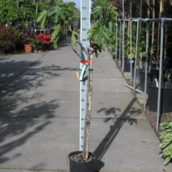 Vijg Op Stam (Ficus Carica) -Tuin Verhaal Verkoopwinkel ficus carica halfstam c15