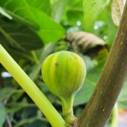 Vijg (Ficus Carica 'Panache') -Tuin Verhaal Verkoopwinkel ficuscaricapanache01