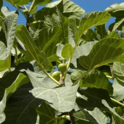 Vijg (Ficus Carica 'Panache') -Tuin Verhaal Verkoopwinkel ficuscaricavi