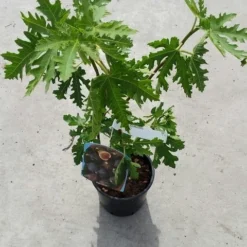 Vijg (Ficus Carica 'Ice Crystal') 7 Vijg (Ficus Carica 'Ice Crystal') -Tuin Verhaal Verkoopwinkel ficusicecrystal03