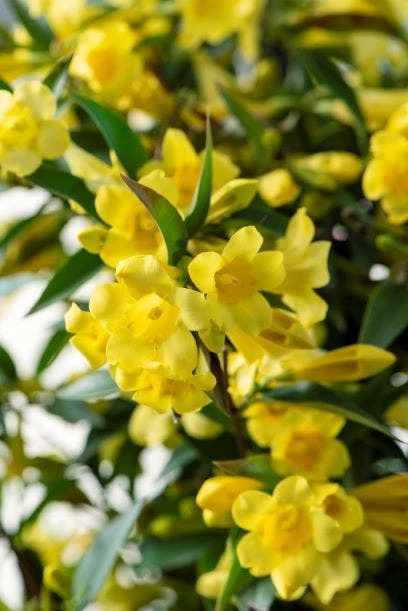 Gele Jasmijn (Gelsemium Sempervirens) 3 Gele Jasmijn (Gelsemium Sempervirens)
