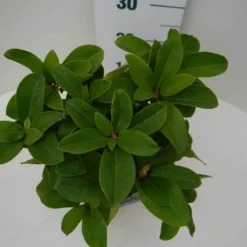 Rhododendron (Rhododendron 'Germania') -Tuin Verhaal Verkoopwinkel germania c2 boven