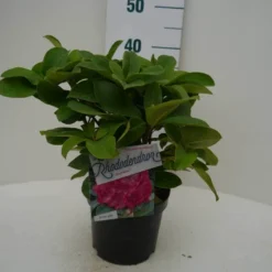 Rhododendron (Rhododendron 'Germania') -Tuin Verhaal Verkoopwinkel germania c2 voor