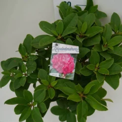 Rhododendron (Rhododendron 'Germania') -Tuin Verhaal Verkoopwinkel germania c7.5 boven