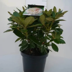 Dwergrhododendron (Rhododendron 'Golden Torch') 21 Dwergrhododendron (Rhododendron 'Golden Torch') -Tuin Verhaal Verkoopwinkel golden torch c4 voor