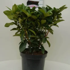 Rhododendron (Rhododendron 'Gomer Waterer') -Tuin Verhaal Verkoopwinkel gomer waterer c7.5 voor