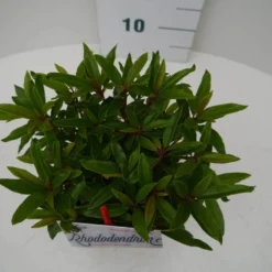Rhododendron (Rhododendron 'Graziella') -Tuin Verhaal Verkoopwinkel graziella c2 boven
