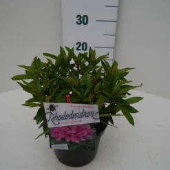 Rhododendron (Rhododendron 'Graziella') -Tuin Verhaal Verkoopwinkel graziella c2 zij