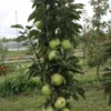 Zuilfruit (Malus Domestica 'Greencats') -Tuin Verhaal Verkoopwinkel greencats 2