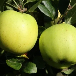 Lei-Appel (Malus Domestica 'Greensleeves') -Tuin Verhaal Verkoopwinkel greensleeves 1