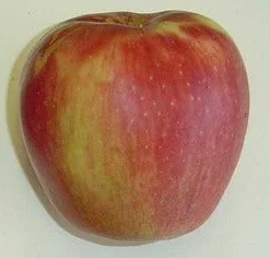 Appelboom (Malus Domestica 'Groninger Kroon') 7 Appelboom (Malus Domestica 'Groninger Kroon') -Tuin Verhaal Verkoopwinkel groninger kroon