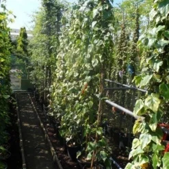 Kaukasische Klimop (Hedera Colchica 'Dentata Variegata') 13 Kaukasische Klimop (Hedera Colchica 'Dentata Variegata') -Tuin Verhaal Verkoopwinkel hedera colchica dentata variegata 175 200 c10