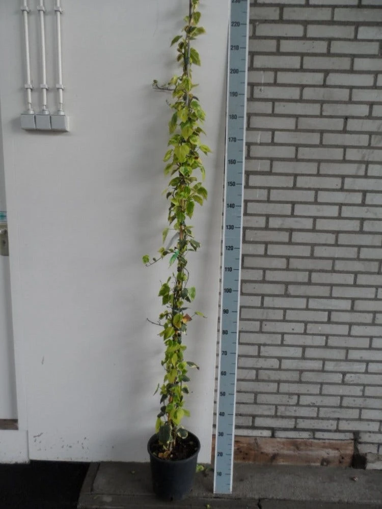 Kaukasische Klimop (Hedera Colchica 'Dentata Variegata') 7 Kaukasische Klimop (Hedera Colchica 'Dentata Variegata') - Afbeelding 5