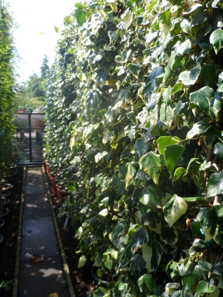 Kaukasische Klimop (Hedera Colchica 'Dentata Variegata') 6 Kaukasische Klimop (Hedera Colchica 'Dentata Variegata') - Afbeelding 4