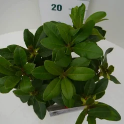 Rhododendron (Rhododendron 'Horizon Monarch') 24 Rhododendron (Rhododendron 'Horizon Monarch') -Tuin Verhaal Verkoopwinkel hor. monarch c2 boven