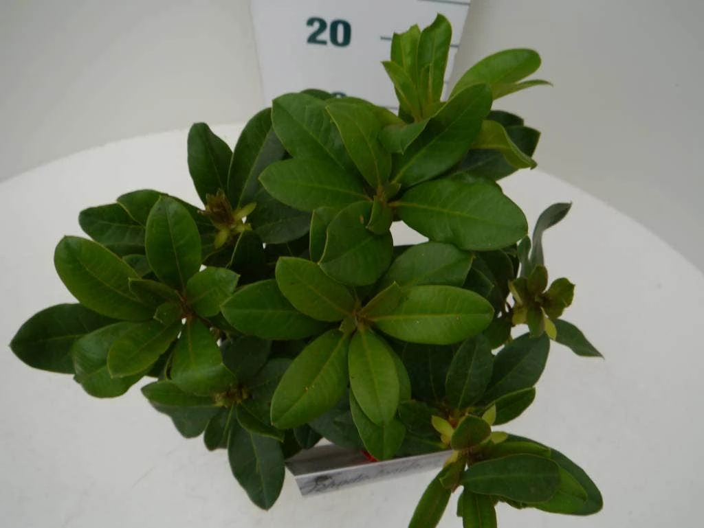 Rhododendron (Rhododendron 'Horizon Monarch') 5 Rhododendron (Rhododendron 'Horizon Monarch') - Afbeelding 3