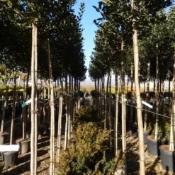 Hulst Als Boom (Ilex 'Nellie R. Stevens') -Tuin Verhaal Verkoopwinkel ilex a. nellie r. stevens 8 10 2