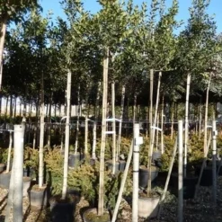 Hulst Als Boom (Ilex 'Nellie R. Stevens') -Tuin Verhaal Verkoopwinkel ilex a. nellie r. stevens 8 10 4