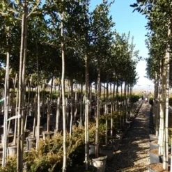 Hulst Als Boom (Ilex 'Nellie R. Stevens') -Tuin Verhaal Verkoopwinkel ilex a. nellie r. stevens 8 10 5