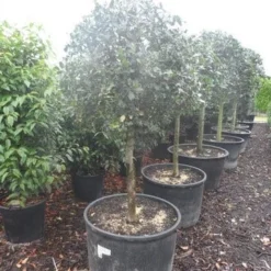 Hulst Op Stam (Ilex Aquifolium) -Tuin Verhaal Verkoopwinkel ilex aquifolium halfstam c130 150