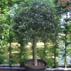 Hulst Op Stam (Ilex Aquifolium) -Tuin Verhaal Verkoopwinkel ilex aquifolium halfstam c200 extra