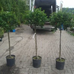 Hulst Op Stam (Ilex Aquifolium) -Tuin Verhaal Verkoopwinkel ilex aquifolium op stam