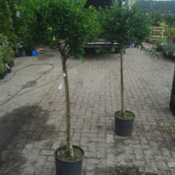 Hulst Op Stam (Ilex Aquifolium) -Tuin Verhaal Verkoopwinkel ilex aquifolium op stam 2