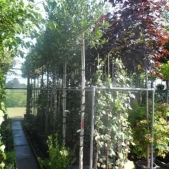 Hulst Als Boom (Ilex 'Nellie R. Stevens') -Tuin Verhaal Verkoopwinkel ilex nellie r. stevens 10 12ho cont