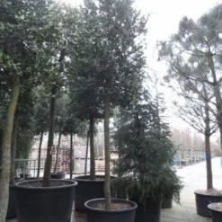 Hulst Als Boom (Ilex 'Nellie R. Stevens') -Tuin Verhaal Verkoopwinkel ilex nellie stevens